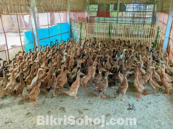 Duck
